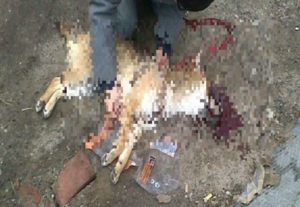 Gest de o cruzime rară: A împușcat fără milă un biet câine vagabond. Va răspunde pentru fapta sa