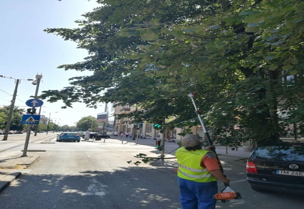 Toaletări ale arborilor din intersecții, pentru un trafic în siguranță