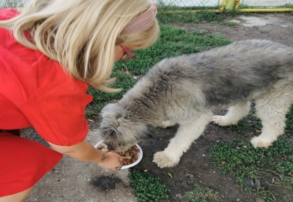 Provocare inedită, în județul Timiș, de Ziua Internațională a Câinilor