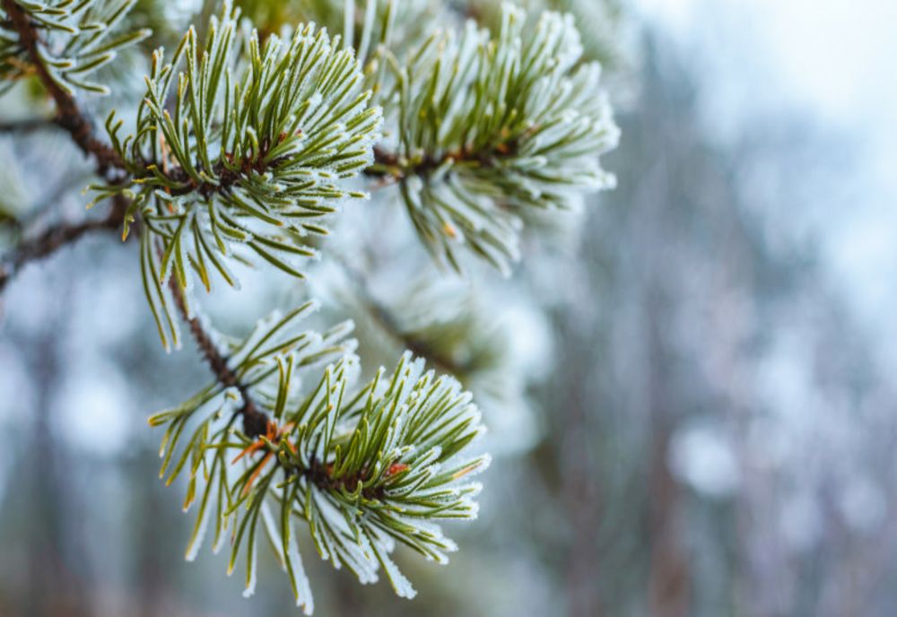 Vreme rece și ploioasă în vestul țării