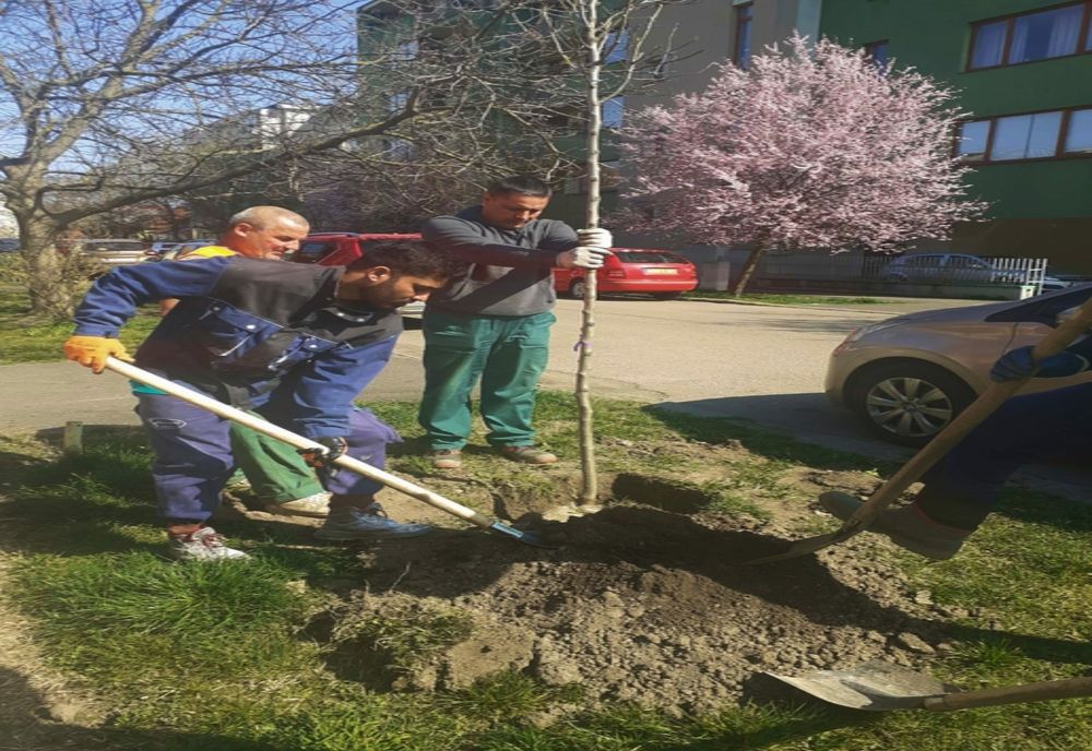 Peste 500 de copaci, foioase și conifere, plantați în zona centrală a Timișoarei