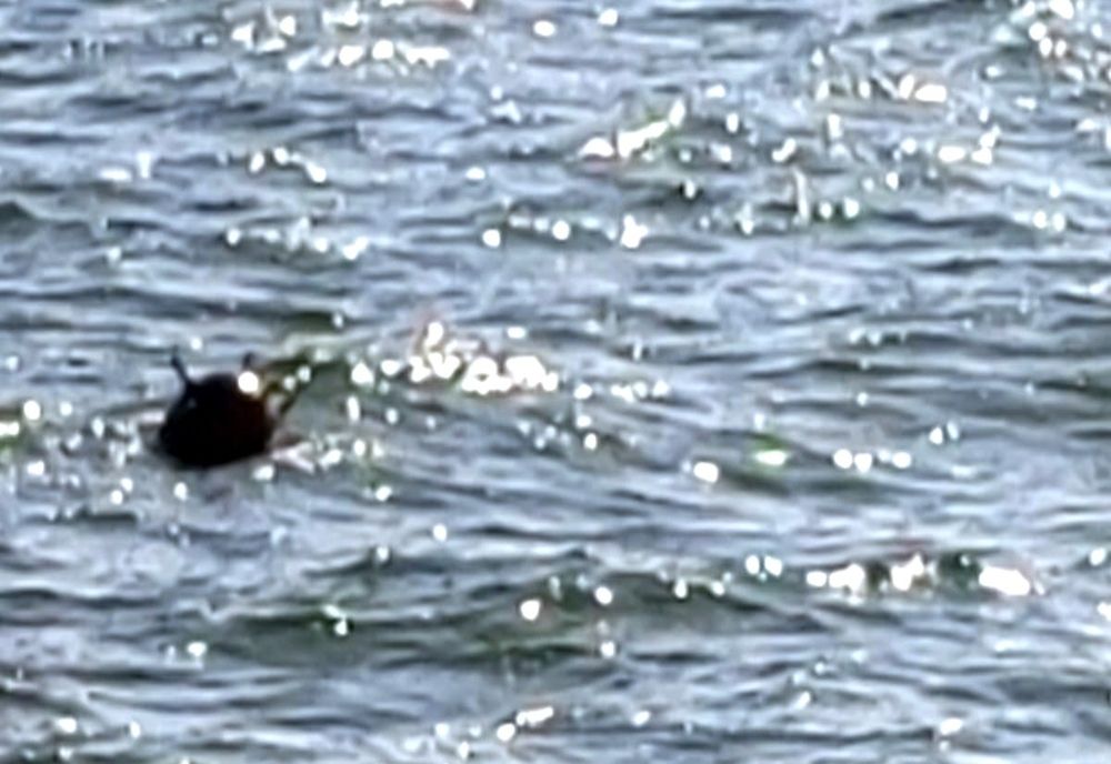 ROMÂNIA VA MONITORIZA ÎNCETAREA FOCULUI ÎN MAREA NEAGRĂ, ÎN URMA DECIZIEI LIDERILOR EUROPENI