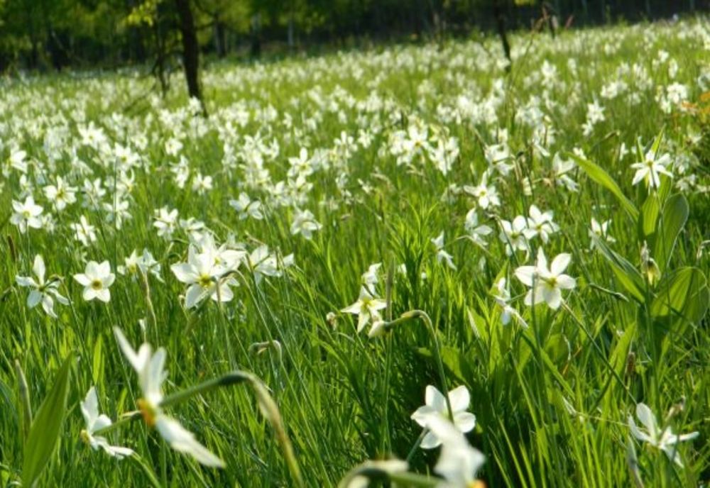 Festivalul Narciselor, o atracție deosebită pentru turiștii dornici să admire natura și să se distreze, în vestul țării