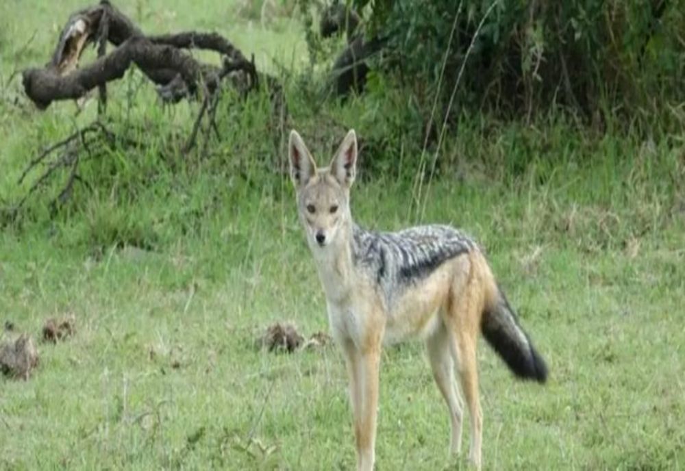 Caz șocant, în România: femeie mușcată de șacal, în timp ce încerca să-și salveze câinele