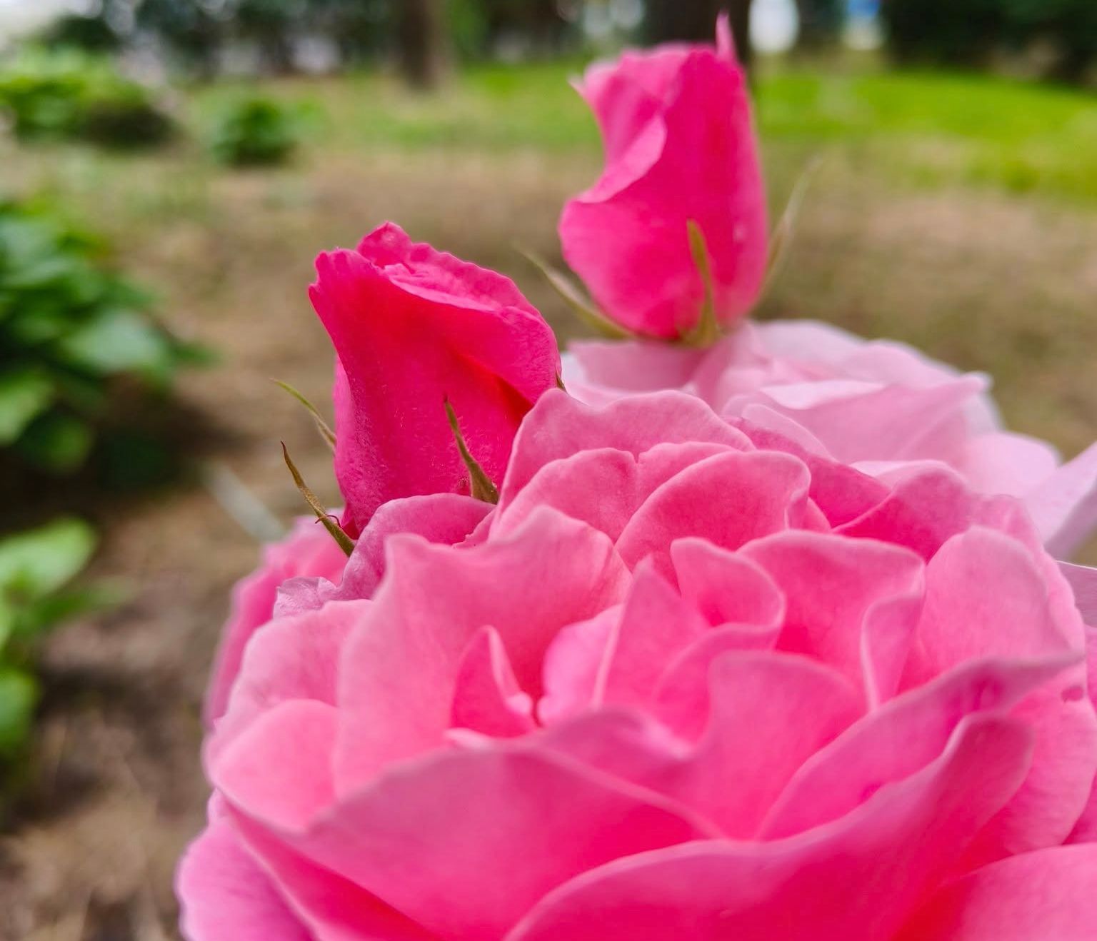 ILIE-VASILE SIRBU- CONSILIER MUNICIPALO AUR-TIMISOARA-DISPARITIA TRANDAFIRILOR