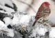 1 Februarie, ziua în care dacă nu este zăpadă vor veni ninsorile