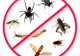Scene incredibile la Timișoara. Trecătorii au fost stropiți cu insecticid, într-o piață centrală din oraș. Video!