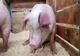 Cadavre de porci morți de pestă, aruncate la marginea drumului