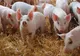 Un nou focar de pestă porcină africană în Timiș, afectate sunt și localități din Caraș-Severin