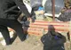 Probleme mari cu gestinoarea deșeurilor voluminoase, la Timișoara