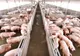 Aproape 25.000 de porci vor fi sacrificați,  după confirmarea unui focar de pestă porcină africană