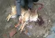 Gest de o cruzime rară: A împușcat fără milă un biet câine vagabond. Va răspunde pentru fapta sa