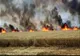Incendiile de vegetație afectează în continuare culturile din județul Timiș, dar și circulația feroviară