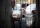 Femeie din Timiș cercetată penal după ce a îngropat 30 de porci