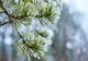 ANM anunță posibile temperaturi de peste 20 de grade, în decembrie - La ce anomalii ne-am putea aștepta