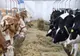 ANSVSA IA MĂSURI PENTRU A PREVENIT INTRAREA FEBREI AFTOASE ÎN ROMÂNIA