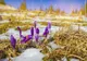 Ninsori și viscol după temperaturi de 24 de grade. România, lovită de ploi și frig - avertisment ANM