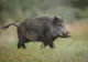 Alertă în Timiș: caz de pestă porcină africană confirmat la mistreți. Măsurile luate de autorități
