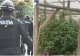 Plantație uriașă de canabis, descoperită în Timiș