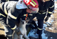 Pompierii au intervenit pentru a salva un câine rămas captiv. VIDEO