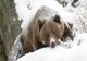2 Februarie- Ziua ursului