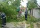 Urmările furtunii în județul Timiș: copaci rupți, acoperiș smuls