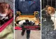 15 câini salvați dintr-o gospodărie din Timiș